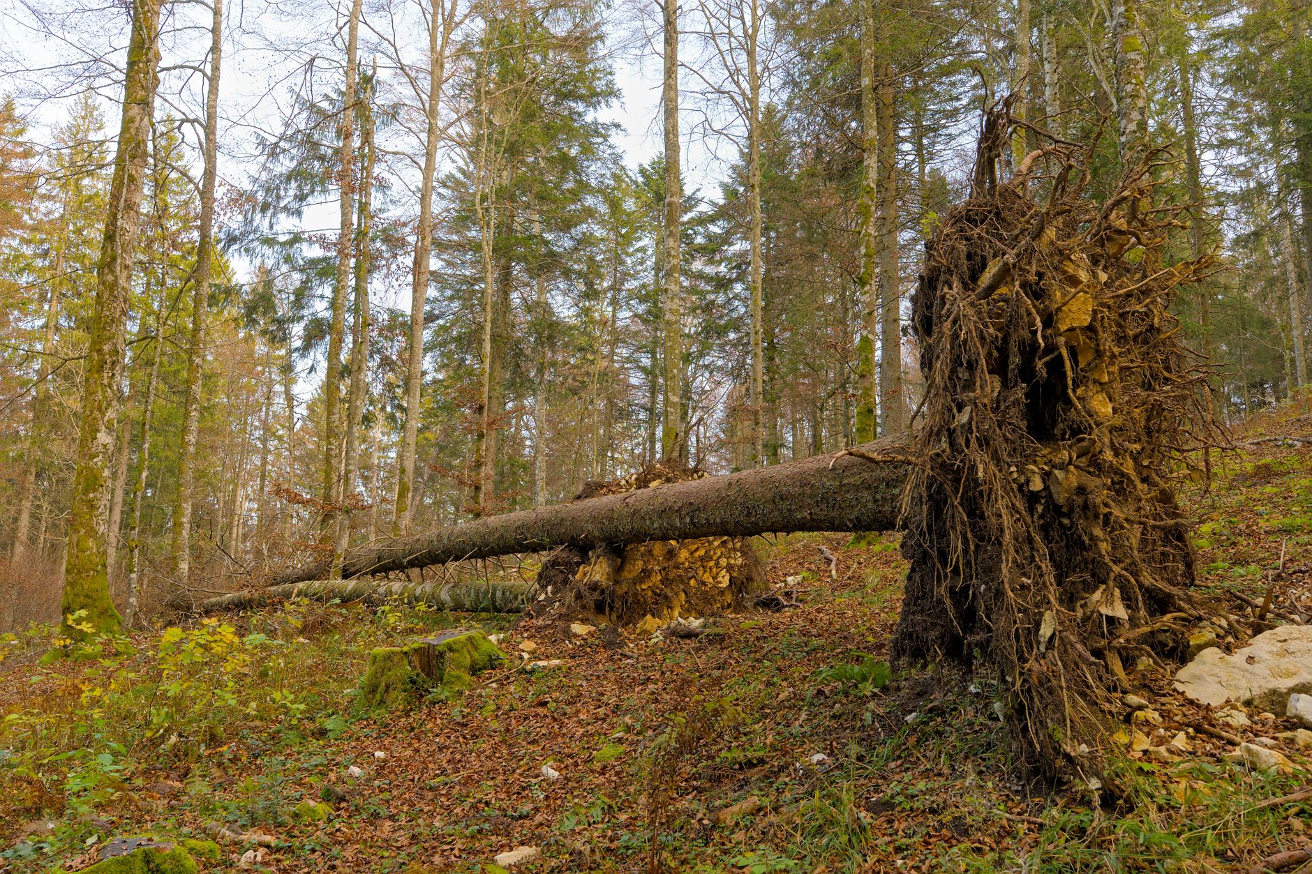 Enlèvement arbre urgence équipe à Le Moule